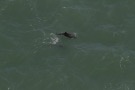 Missing Picture
